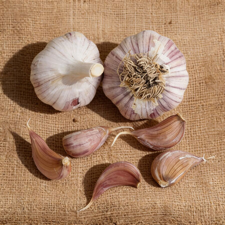 Turkish Red, Garlic Bulbs - 1/4 Pound image number null